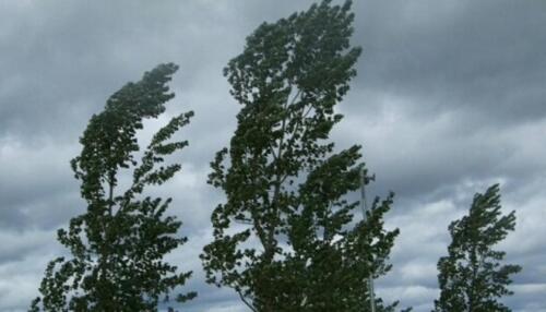 Raffica di alberi caduti o pericolanti per il forte vento, super lavoro per i vigili del fuoco
