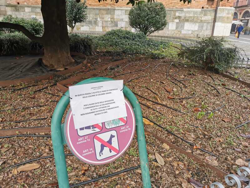 piccioni5.jpg
