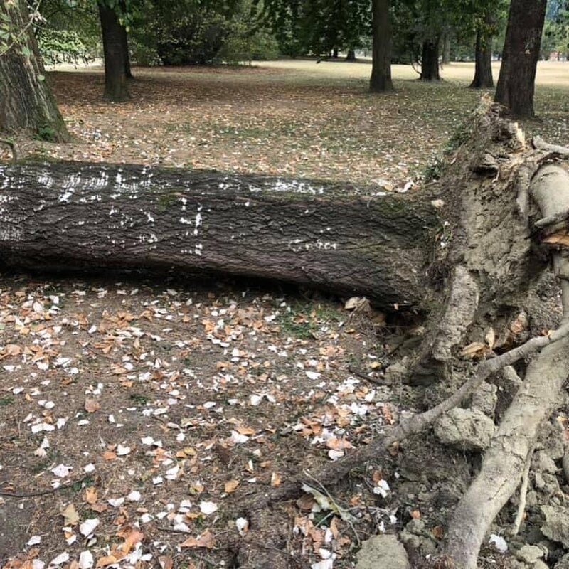 Ventura riaccende la questione alberi:"Pioppo caduto al parco al Po, perché non era monitorato?"