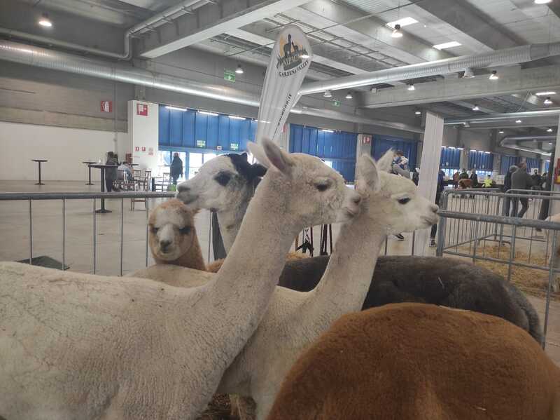 Petfestival: il 18 e 19 ottobre torna alla fiera di Cremona la fiera dedicata al mondo degli animali da compagnia