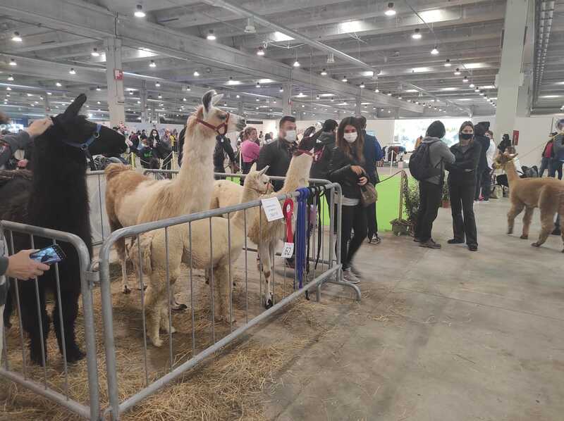 Petsfestival: una valanga di animali in Fiera, di tutti i generi (vedere foto!)
