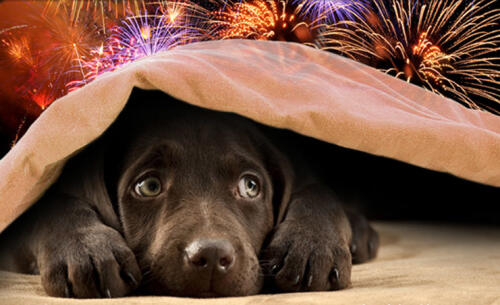 Botti di Capodanno, il Comune firma la consueta ordinanza (solitamente disattesa da molti) in collaborazione con la campagna pro animali della Lav