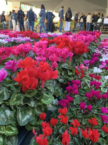 Campagna Amica raddoppia a Crema: domenica 26 ottobre mercato d'autunno in via Verdi e in piazza Duomo