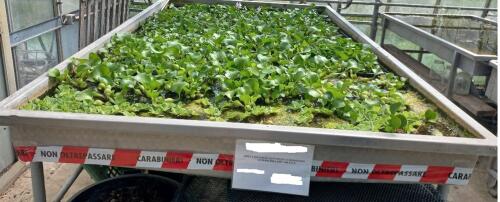 Operazione del nucleo carabinieri forestale di Crema contro coltivazione e commercio del giacinto d'acqua, specie aliena invasiva