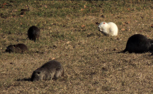 Avvistata una rara nutria albina nella golena del Po