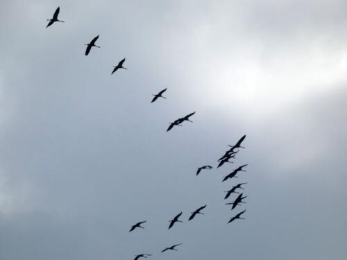 Osservare in rispettoso silenzio la natura del Grande Fiume regala magie: lo spettacolare volo delle gru in migrazione autunnale