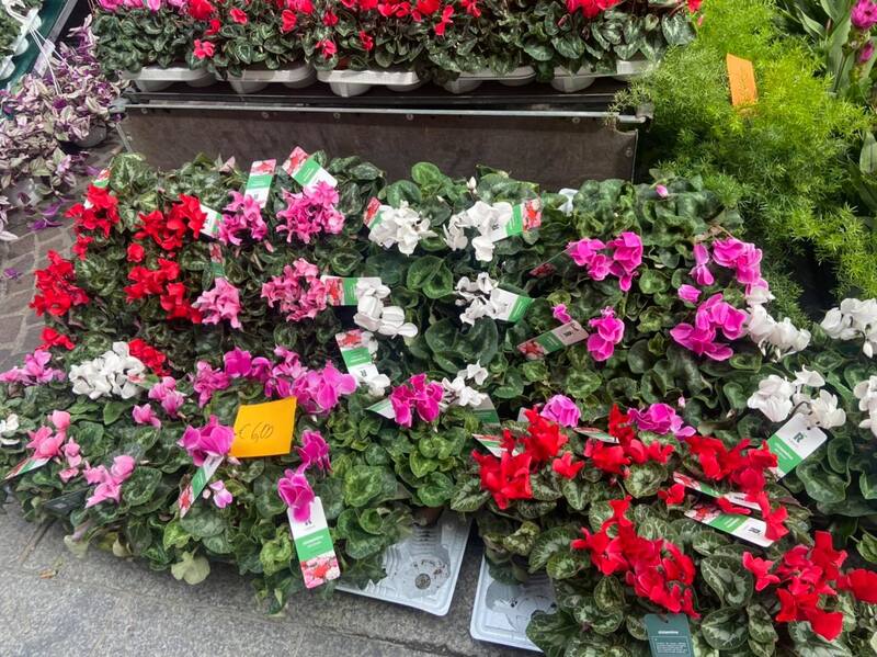 fiori1.jpg