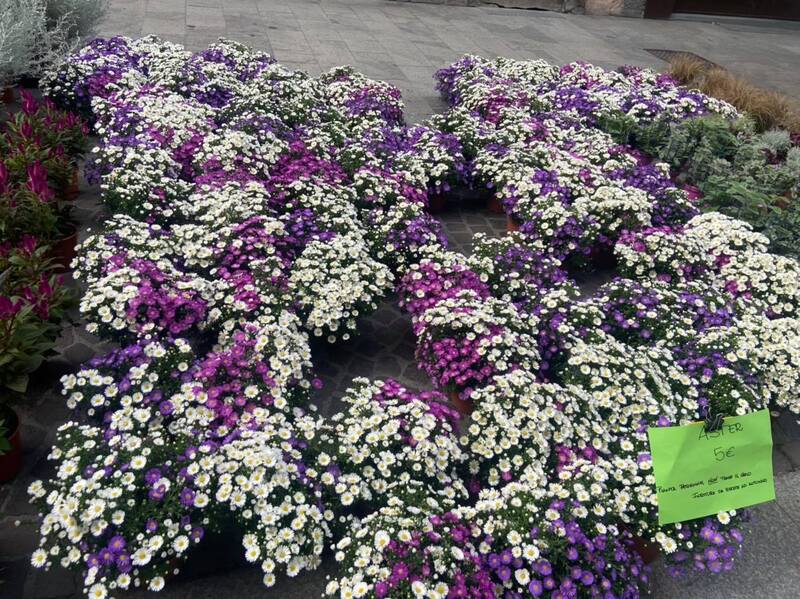 Invasioni Botaniche affollate: i cremonesi confermano il loro amore per gli eventi "inseriti" nel centro storico