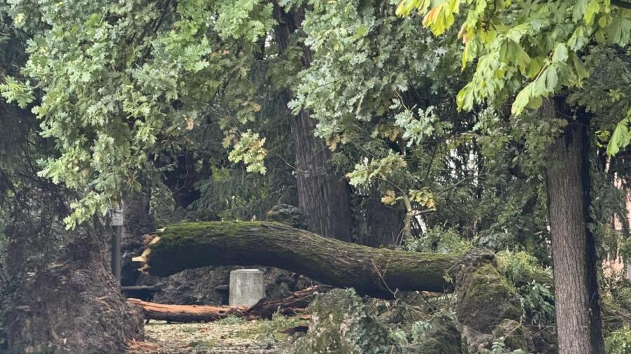 Aggiornamento maltempo: sopralluogo di sicurezza alle Colonie Padane, 60 alberi caduti in città