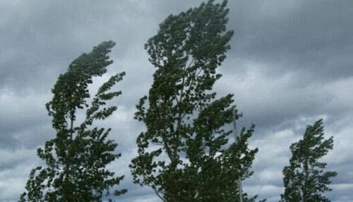 Rimozione di alberi pericolanti: via dal 10 giugno
