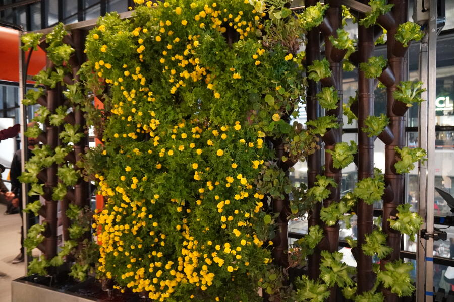 Il 22 settembre inagurazione di The living wall al Polo territoriale di Cremona del Politecnico di Milano