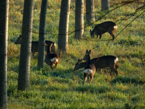 La bellezza della natura nelle nostre terre: caprioli nella golena del grande fiume
