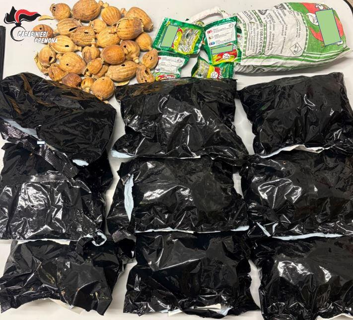 I carabinieri di Casalbuttano sequestrano quasi 300 bulbi di papavero da oppio, due denunce