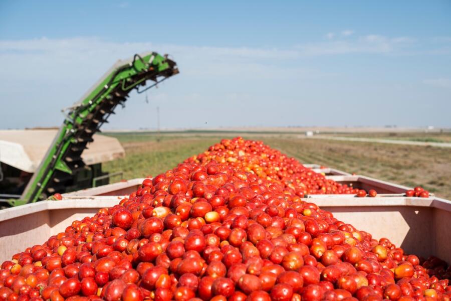 Coldiretti: il caldo fa anticipare la raccolta dei pomodori, calo del 10% della produzione