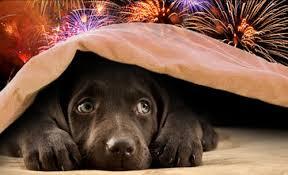Nei paesi del territorio malumore per i botti e i petardi di Capodanno che spaventano animali e persone