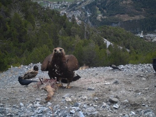 "Il veleno dopo lo sparo": mostra al museo di storia naturale dedicata all'avvelenamento da piombo causato negli uccelli selvatici 